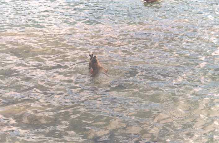 Klagenfurt Paperella sguazza nel lago